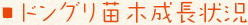 ドングリの苗木成長状況